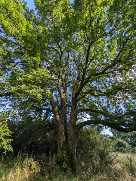 Annwyn Arboretum